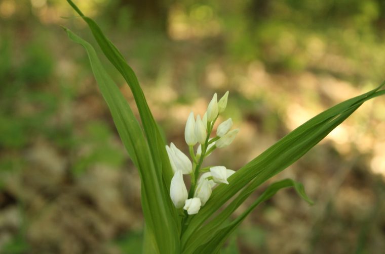 Cephalanthera longifolia