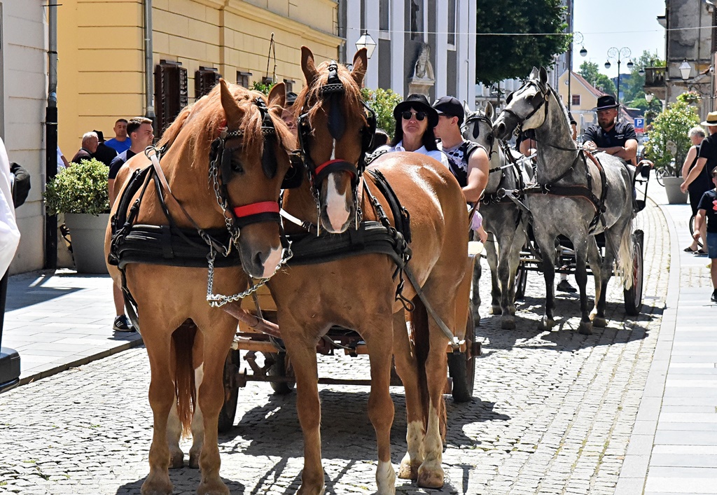 Dan kočija 2025 Vž hr (8)