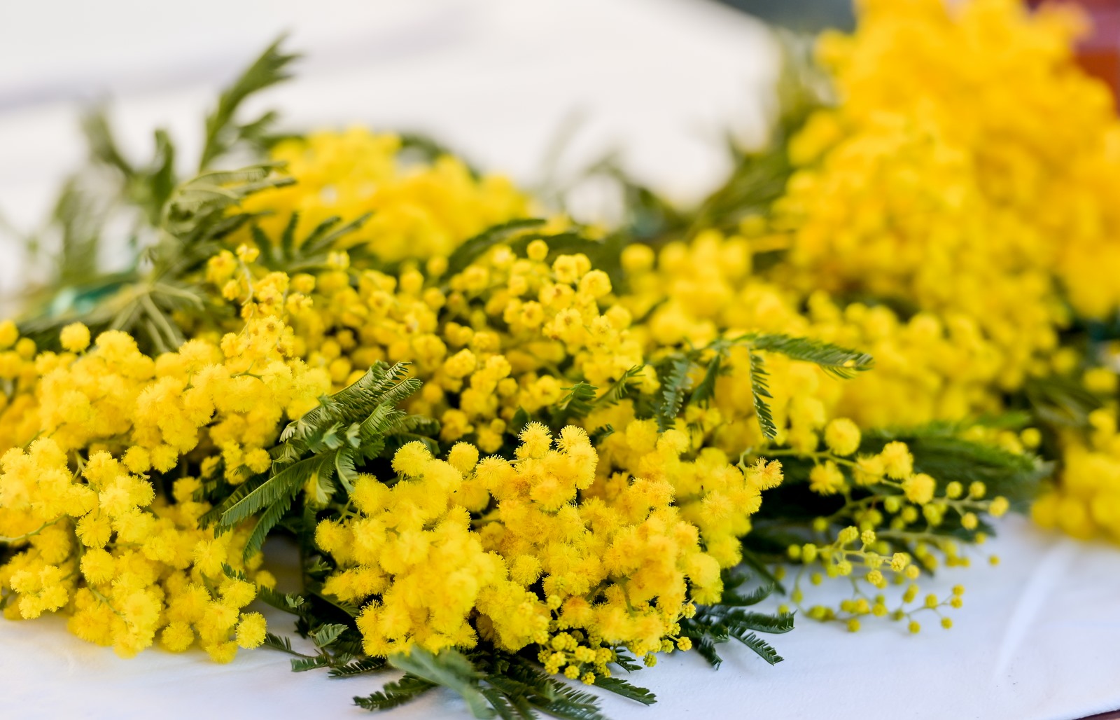 Dan_mimoza (2) Dan_mimoza (2)