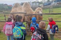 Dani Tratinčice (5)