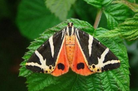 Danja medonica – JU Zagorje zeleno – S. Gomboc Danja medonica – JU Zagorje zeleno – S. Gomboc