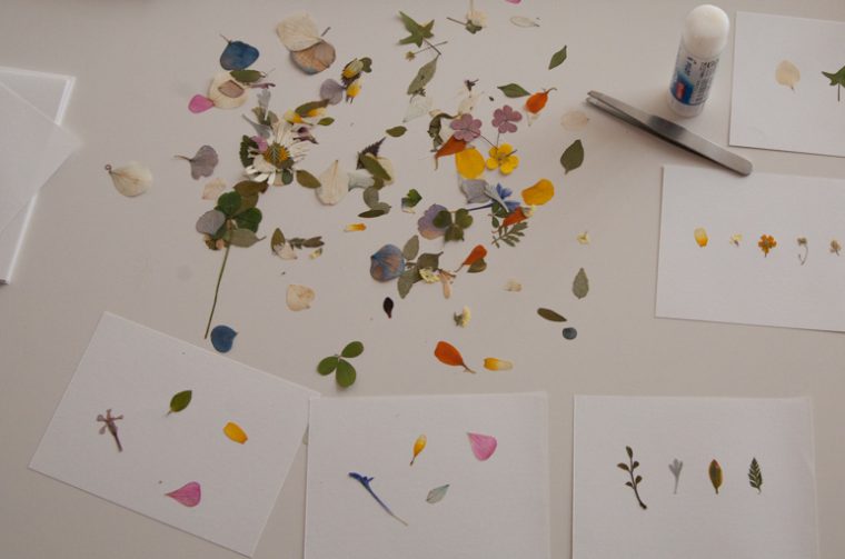 Dried_Flowers_for_Making_Oshibana Dried_Flowers_for_Making_Oshibana