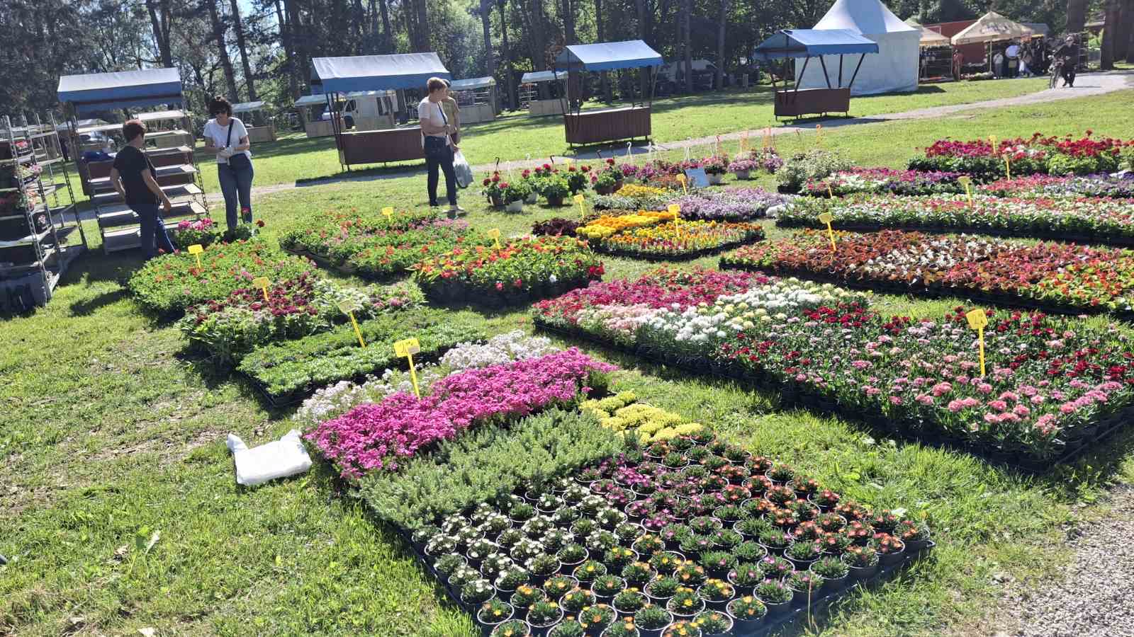 Flora centrum mundi (2)