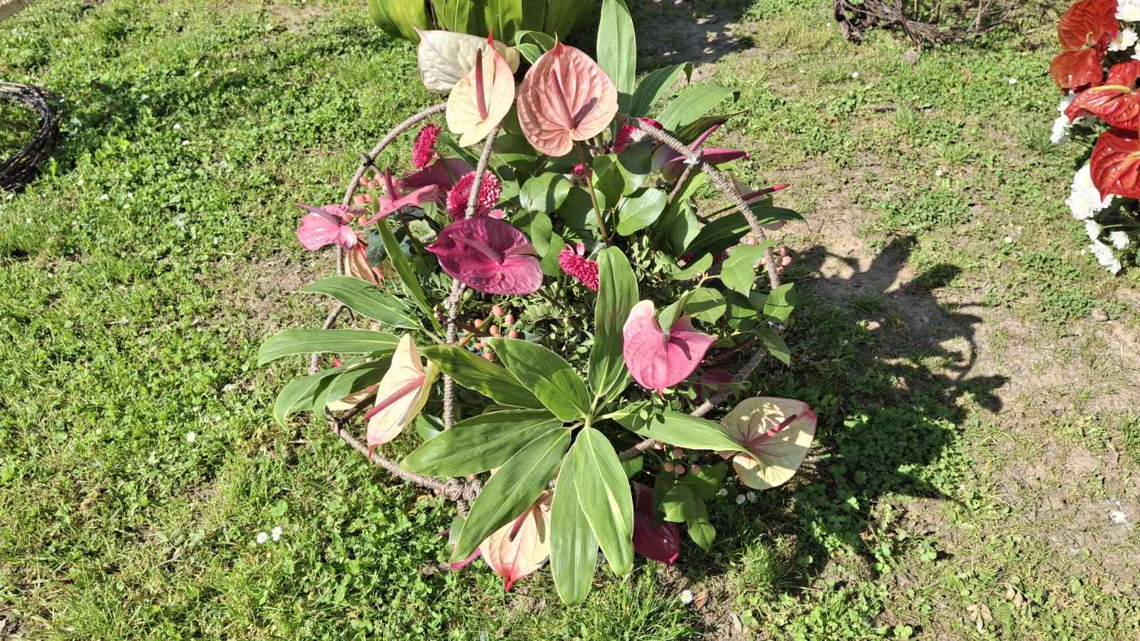 Flora centrum mundi (5)