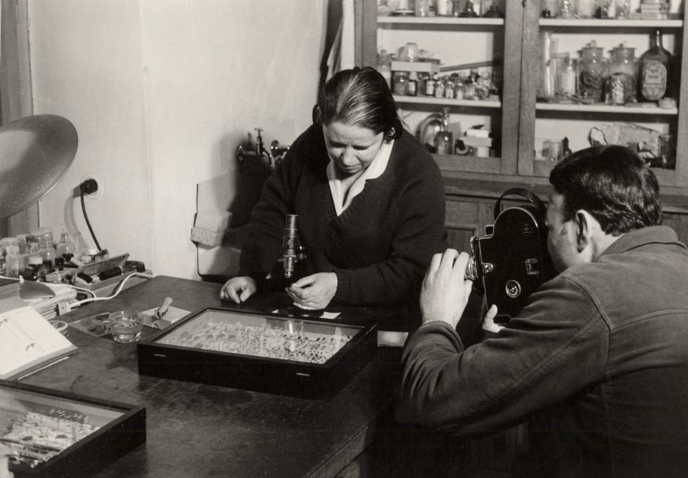 ružica košćec gmv