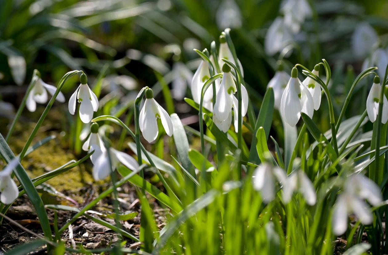 Ivanscica_park_prirode (13)