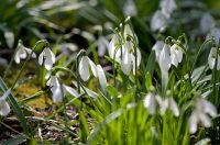 Ivanscica_park_prirode (13)