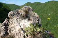 Karbonatne stijene s hazmofitskom vegetacijom – JU Priroda Vž – D Šincek Karbonatne stijene s hazmofitskom vegetacijom – JU Priroda Vž – D Šincek