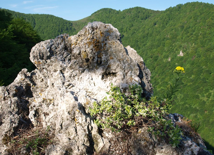 Karbonatne stijene s hazmofitskom vegetacijom – JU Priroda Vž – D Šincek Karbonatne stijene s hazmofitskom vegetacijom – JU Priroda Vž – D Šincek