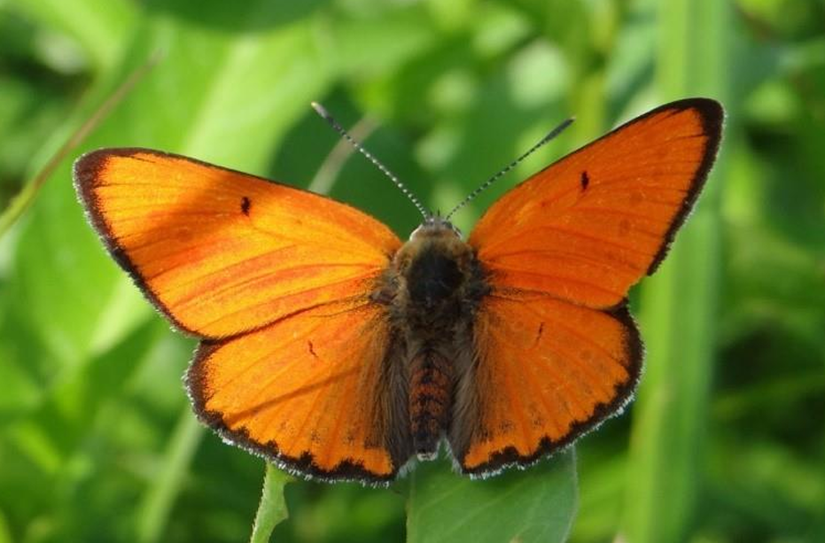 Kiseličin vatreni plavac – Udruga Hyla Kiseličin vatreni plavac – Udruga Hyla