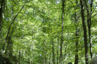 _MG_3334m