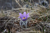 Modra sasa – JU Zagorje zeleno – D Hršak Modra sasa – JU Zagorje zeleno – D Hršak