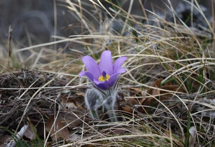 Modra sasa – JU Zagorje zeleno – D Hršak Modra sasa – JU Zagorje zeleno – D Hršak