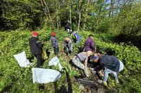 Novi Marof, Zelena čistka (7)