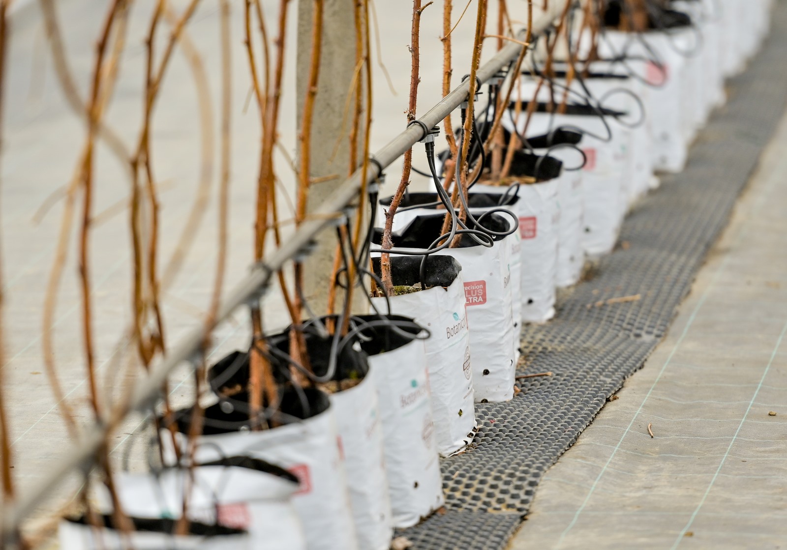 OPG_Vinko_Selnik (1)