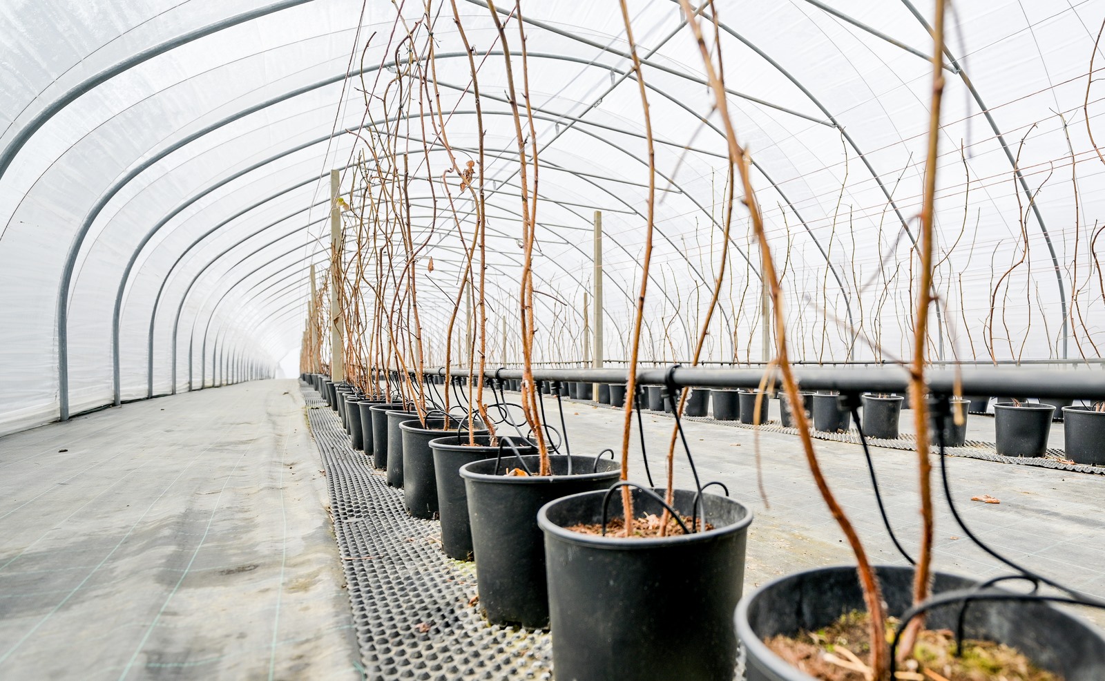 OPG_Vinko_Selnik (22)