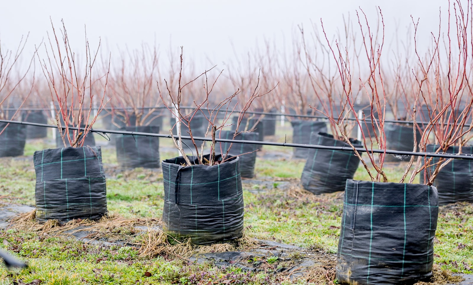 OPG_Vinko_Selnik (23)