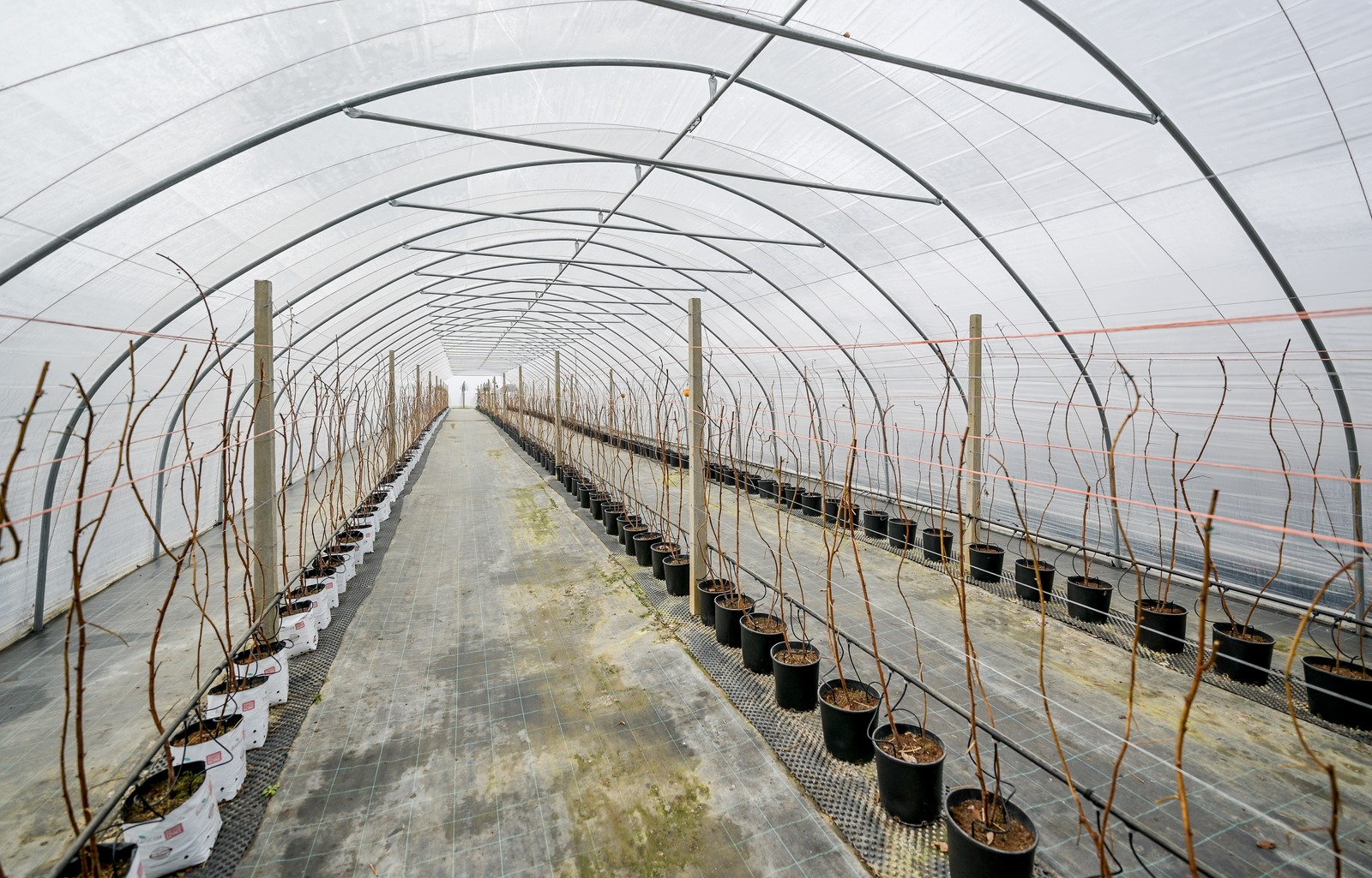 OPG_Vinko_Selnik (9)