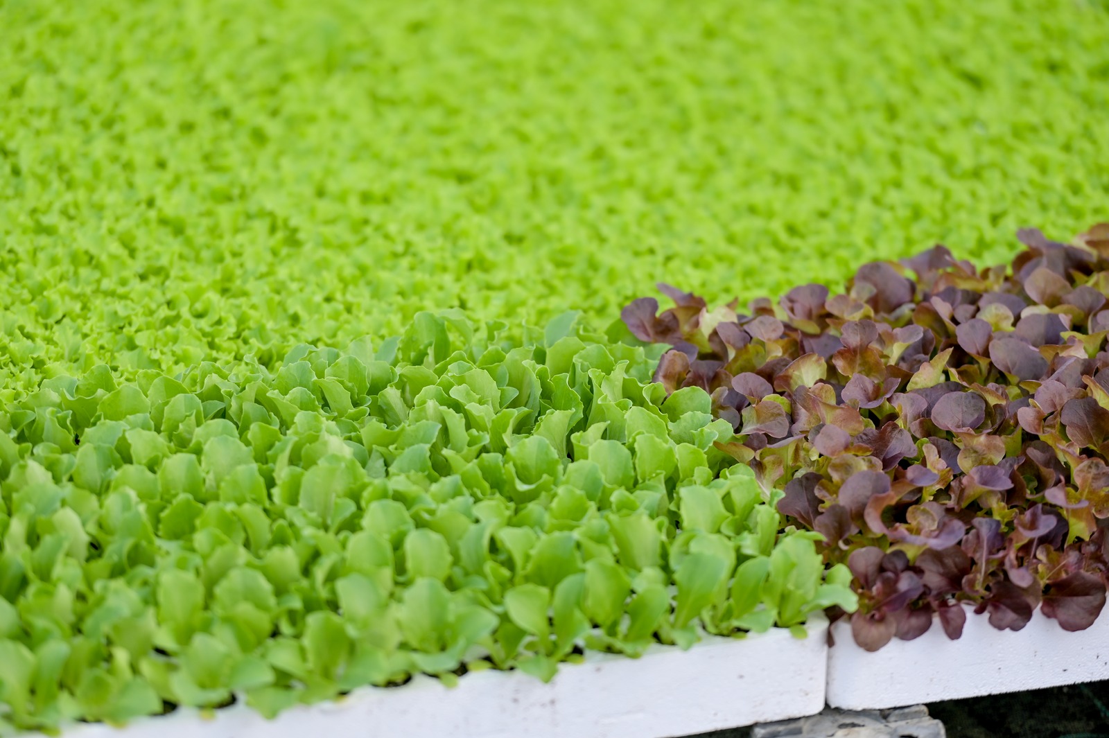 Poticaji_poljoprivreda (7)