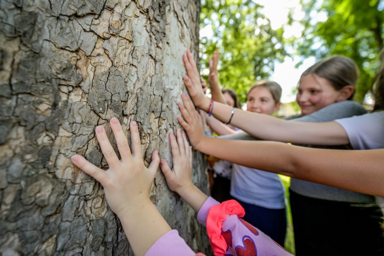 Progkašenje stabla godine3 Progkašenje stabla godine3