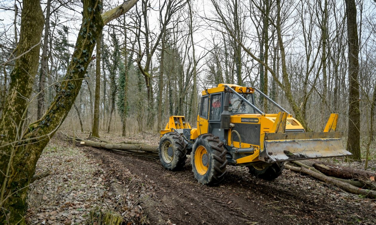 Rusenje_stabala_Drava (16) Rusenje_stabala_Drava (16)