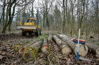 Rusenje_stabala_Drava (18) Rusenje_stabala_Drava (18)