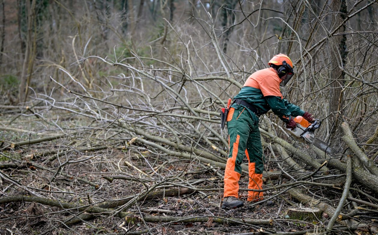 Rusenje_stabala_Drava (24) Rusenje_stabala_Drava (24)
