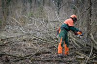 Rusenje_stabala_Drava (24) Rusenje_stabala_Drava (24)