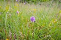 Stanište bogato kaćunima – JU Zagorje zeleno – M Jurina Stanište bogato kaćunima – JU Zagorje zeleno – M Jurina