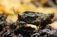 Transilvanijski monaški skakavac ženka na Ivanščici – J Skejo Transilvanijski monaški skakavac ženka na Ivanščici – J Skejo