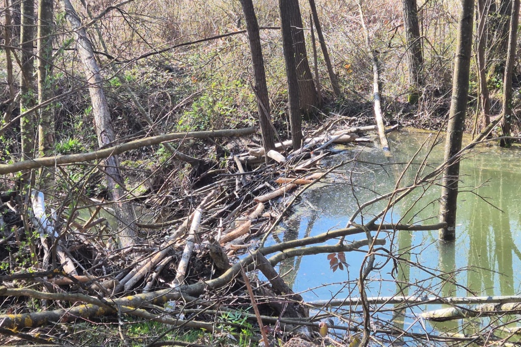 Varaždinske Toplice, pošumljavanje (9) Varaždinske Toplice, pošumljavanje (9)