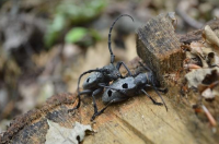 Velika četveropjega cvilidreta – JU Priroda Vž -B. Lauš Velika četveropjega cvilidreta – JU Priroda Vž -B. Lauš