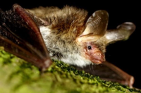 Velikouhi šišmiš – JU Zagorje zeleno – M. Mazija Velikouhi šišmiš – JU Zagorje zeleno – M. Mazija