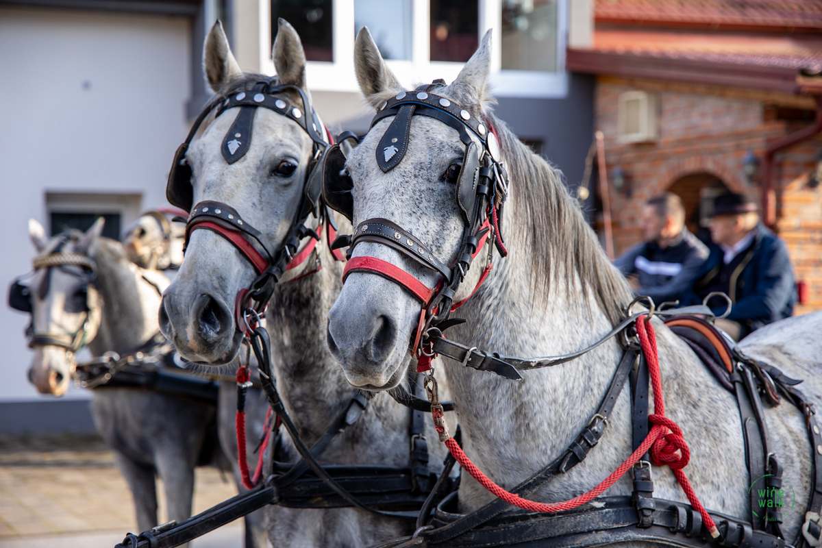 Wine & Walk Cestica foto – Spot doo (48) Wine & Walk Cestica foto – Spot doo (48)