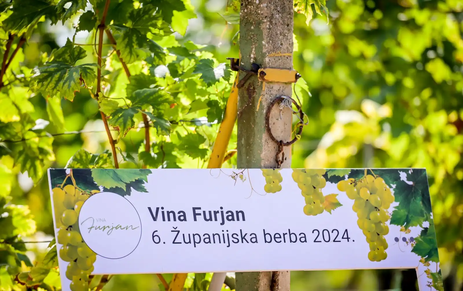 Zupanijska_berba (16)