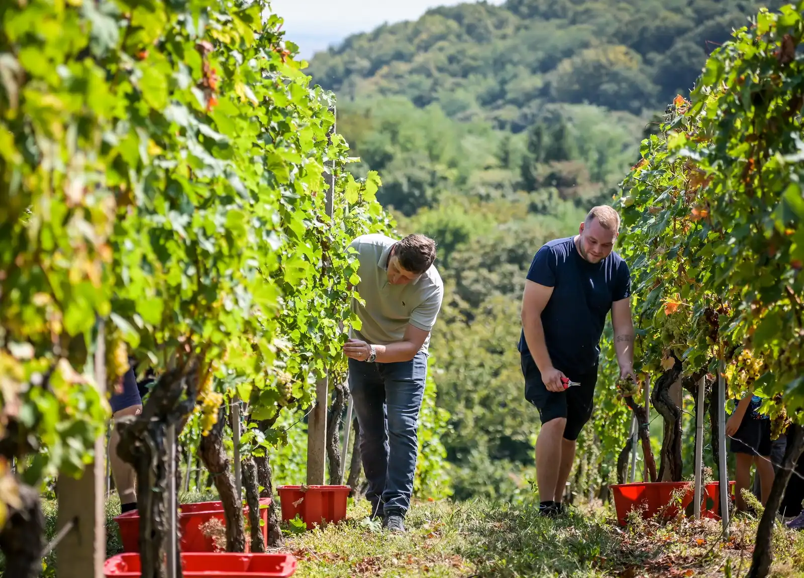 Zupanijska_berba (19)