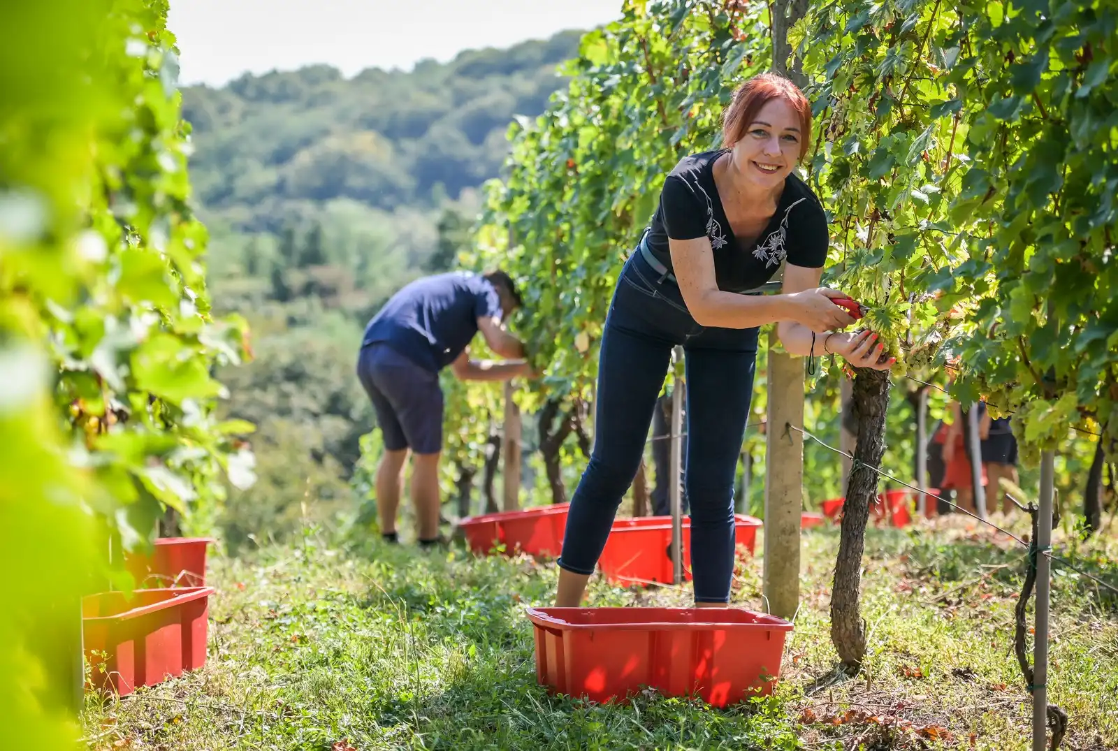 Zupanijska_berba (2)