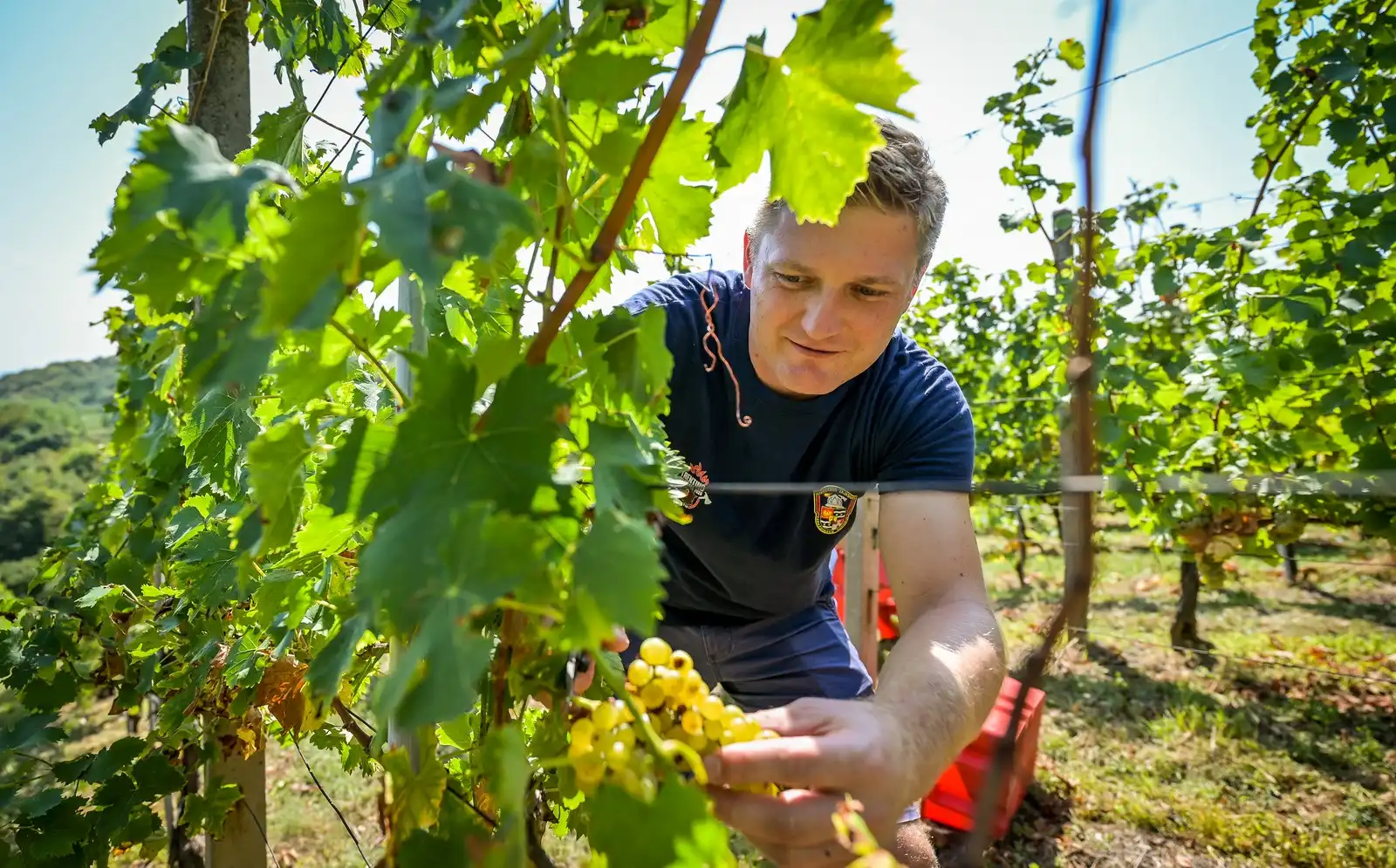 Zupanijska_berba (26)