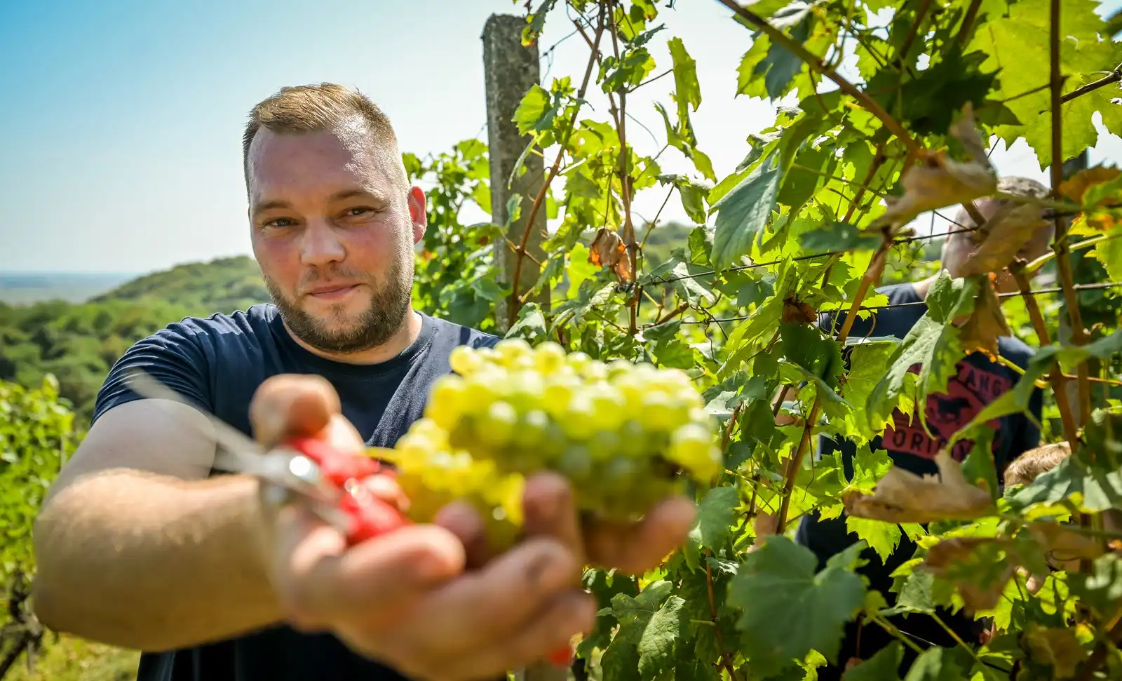 Zupanijska_berba (30)