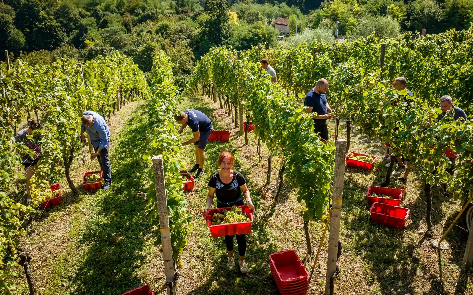 Zupanijska_berba (32)