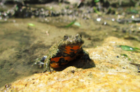 Žuti mukač – JU Priroda Vž – Udruga Hyla Žuti mukač – JU Priroda Vž – Udruga Hyla