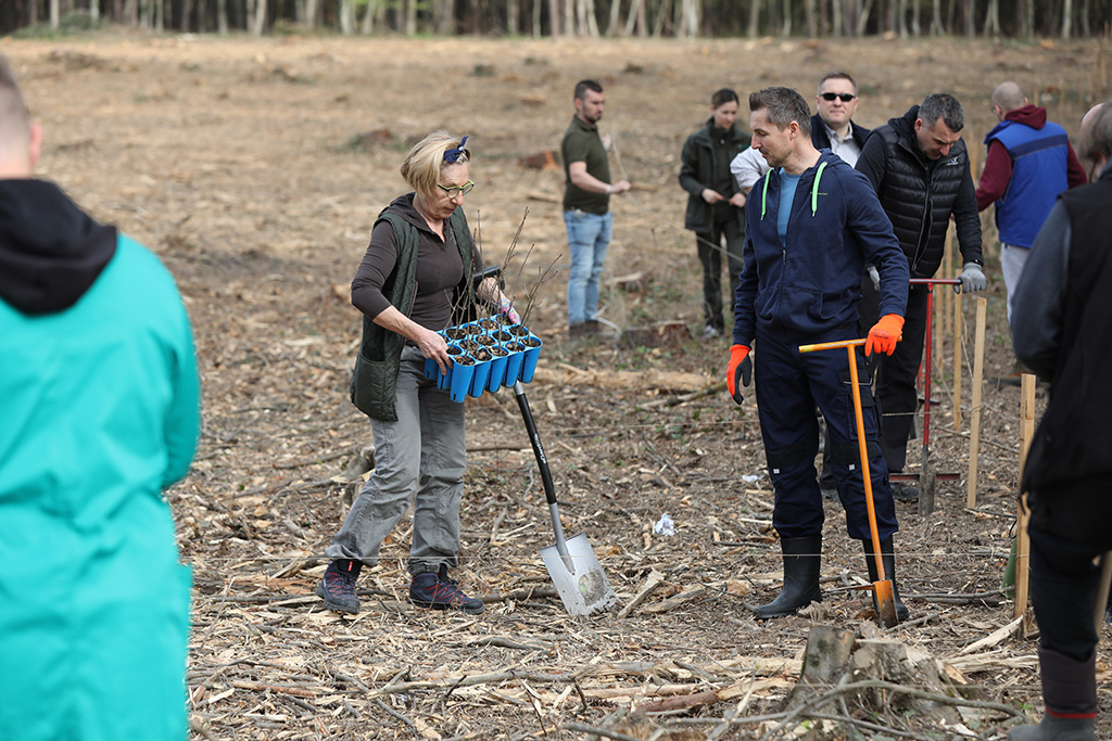 sadnja drveća u Zelendvoru