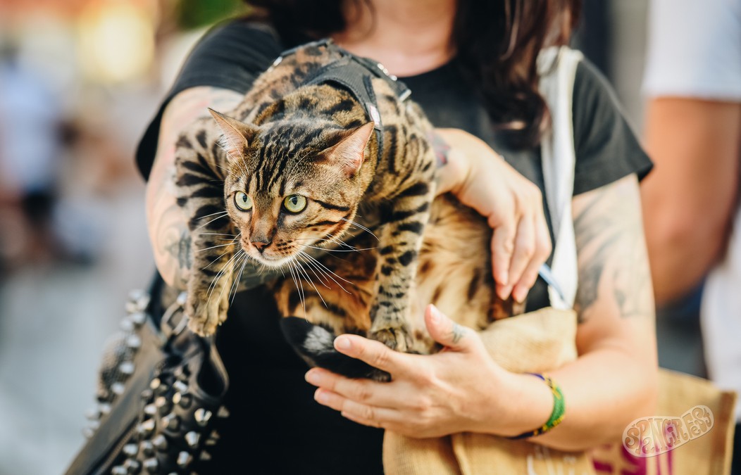 Špancirfest 2023, četvrtak 24. kolovoza