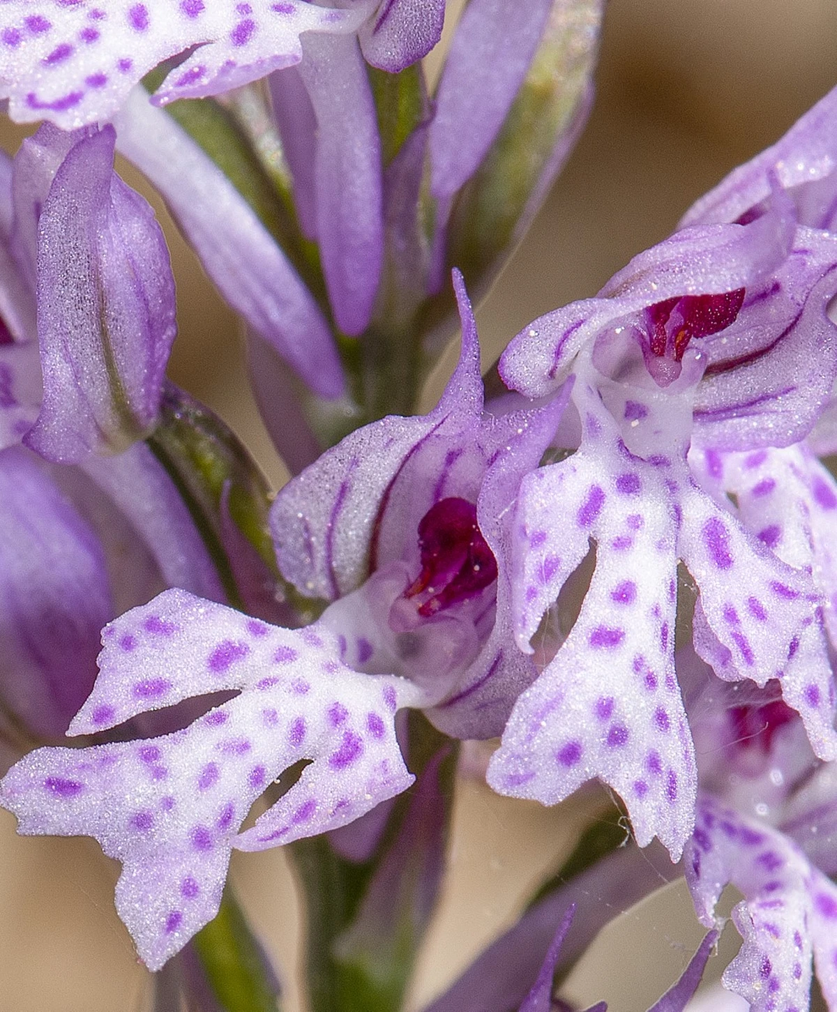 advent – vz zupanija darko gorenak 09