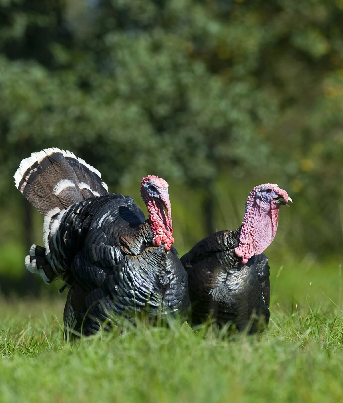 advent – vz zupanija darko gorenak 11