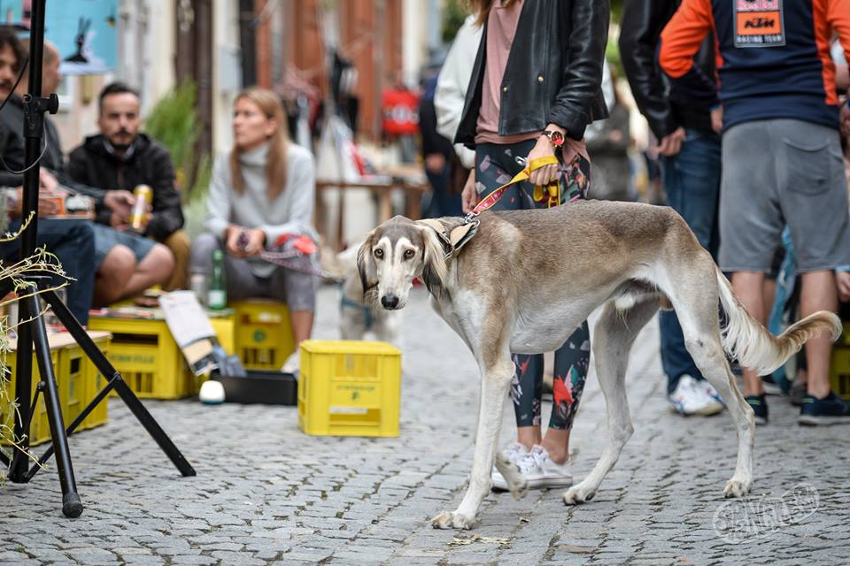 Deseti dan Špancirfesta Deseti dan Špancirfesta