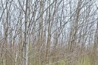 att.82-myb5hNFxRi8vmlrSugIp6ib-trrv5Q-f_reobzMo att.82-myb5hNFxRi8vmlrSugIp6ib-trrv5Q-f_reobzMo