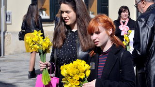 Dan narcisa Dan narcisa