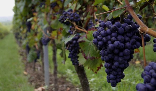 grapes25603531280641102