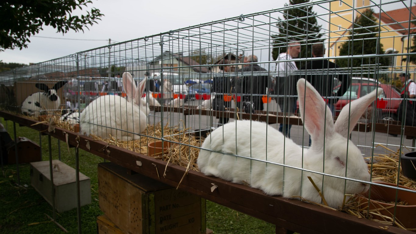 Image 5489728 (auto)